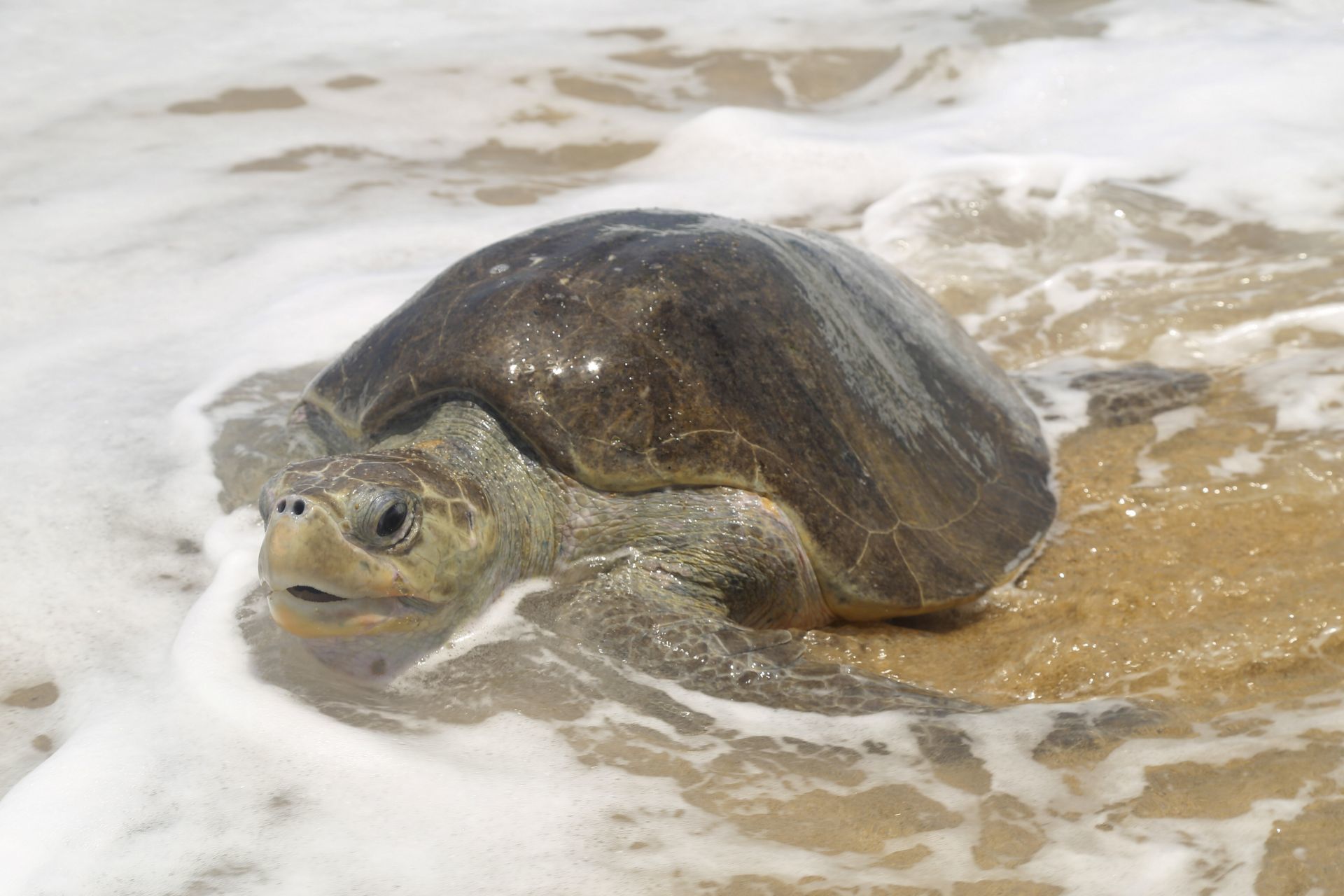 Pesca de arrastre sin inspección, una deuda con las tortugas en México