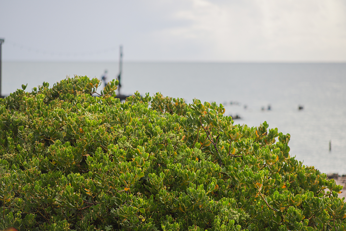 Donde la playa desapareció: los altibajos del combate a la erosión costera en Yucatán