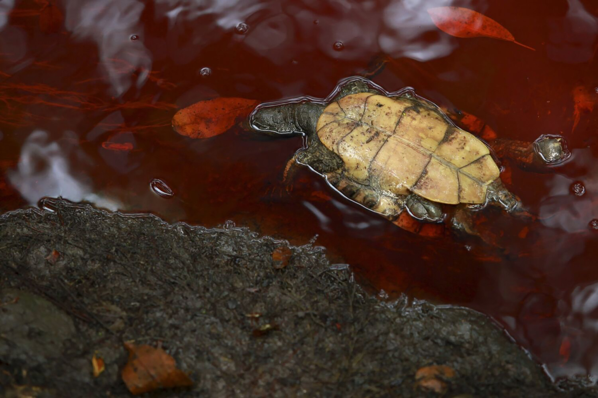 Mortandad de tortugas por derrame en la zona centro del estado de Veracruz. Foto: Félix Márquez/Cuartoscuro.com